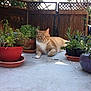 backyard, cat, eyes, fence, garden, greenery, herb, orange_tabby, outdoor, patio, plant, portrait, pot, potted_plant, relaxed, sitting, sunlight, table, terracotta_pot, whiskers