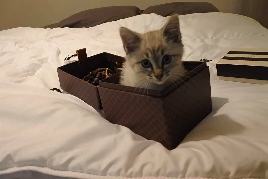 Loki participe au concours pour gagner de l'argent avec cette photo : asian, bed, box, carnivore, cat, comfort, domestic_long_haired_cat, felidae, fur, furniture, kitten, norwegian_forest_cat, ragamuffin, ragdoll, small_to_medium_sized_cats, whiskers