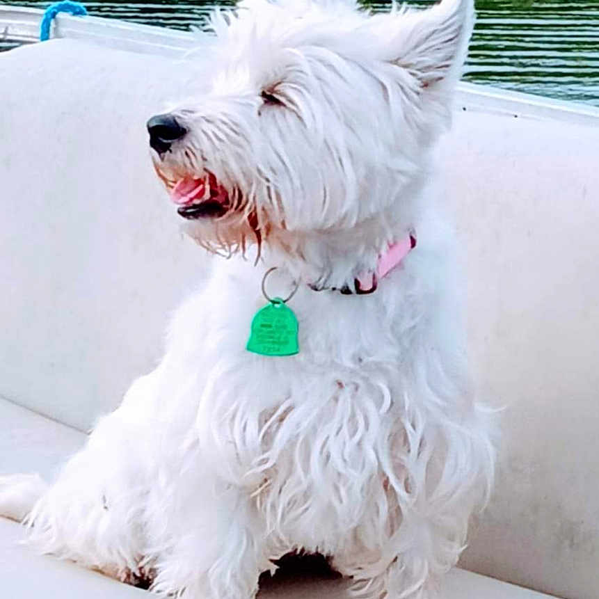 Minie joined the competition — help win amazing prizes! accessories, animal, beach, bodypart, canine, coast, collar, dog, eskimodog, mouth, nature, outdoors, person, pet, poodle, puppy, rock, teeth, terrier, whitedog