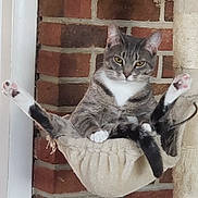 Shadow joined the competition — help win amazing prizes! cat, gray_cat, white_cat, hammock, relaxed, legs_up, indoor, brick_wall, scratching_post, pet, feline, cozy, resting, animal, cute, paw, whiskers, ears, looking, comfortable