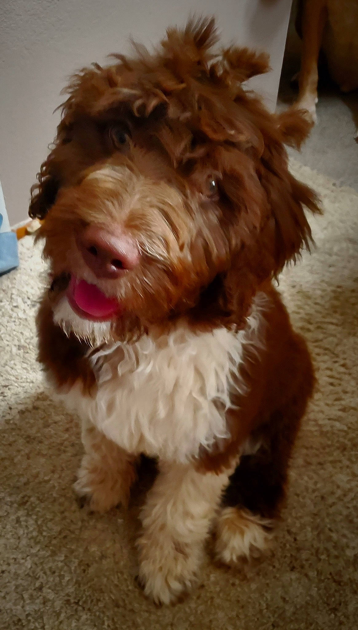 Charli-ann is registered to the contest to win money with this photo: carnivore, catalan_sheepdog, companion_dog, dog, dog_breed, fur, liver, maltepoo, non_sporting_group, poodle_crossbreed, sapsali, small_terrier, snout, sporting_group, terrier, tibetan_terrier, toy_dog, water_dog, working_animal, yorkipoo