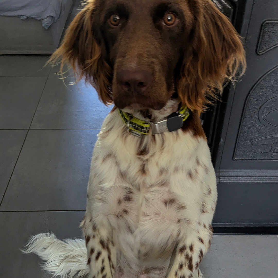 Unix a rejoint le concours — aidez-le/la à gagner de superbes lots ! accessories, animal, bed, canine, cockerspaniel, couch, cushion, desk, dog, furniture, homedecor, hound, indoors, pet, plywood, pointer, puppy, strap, table, wood