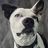 Snugglez is registered to the contest to win money with this photo: dog, close_up, black_and_white, blue_eyes, collar, pet, animal, portrait, ears, tag, canine, fur, whiskers, nose, indoor, looking_up, calm, domestic_animal, muzzle, background_blur