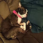 Paisley Mae is registered to the contest to win money with this photo: dog, boston_terrier, collar, pink_collar, couch, cushion, pillow, brown, blue, pet, animal, indoor, resting, curled_up, sleepy, fur, paw, ears, face, side_view