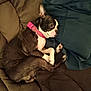 dog, boston_terrier, collar, pink_collar, couch, cushion, pillow, brown, blue, pet, animal, indoor, resting, curled_up, sleepy, fur, paw, ears, face, side_view