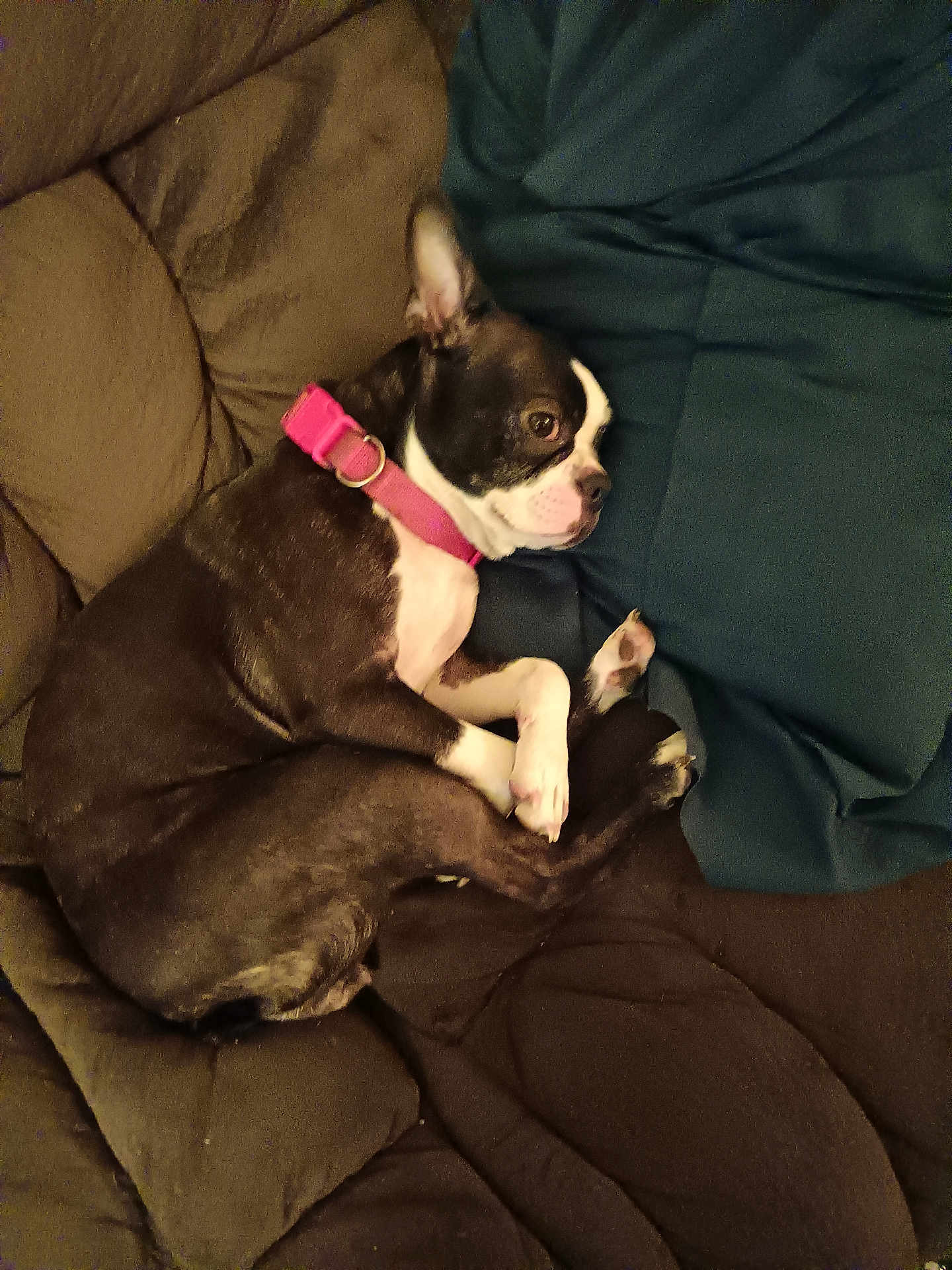 Paisley Mae is registered to the contest to win money with this photo: dog, boston_terrier, collar, pink_collar, couch, cushion, pillow, brown, blue, pet, animal, indoor, resting, curled_up, sleepy, fur, paw, ears, face, side_view