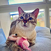 Ohana participe au concours pour gagner de l'argent avec cette photo : cat, tabby_cat, blue_eyes, pet, toy, plush_toy, pink, paws, whiskers, fur, closeup, portrait, indoor, couch, living_room, window, playful, domestic_cat, feline, relaxed