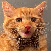 Milo is registered to the contest to win money with this photo: cat, orange_tabby, bow_tie, pet, feline, whiskers, close_up, portrait, cute, fluffy, animal, indoor, expressive, face, ears, mouth_open, fur, domestic_animal, young_cat, background_blur