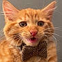 cat, orange_tabby, bow_tie, pet, feline, whiskers, close_up, portrait, cute, fluffy, animal, indoor, expressive, face, ears, mouth_open, fur, domestic_animal, young_cat, background_blur