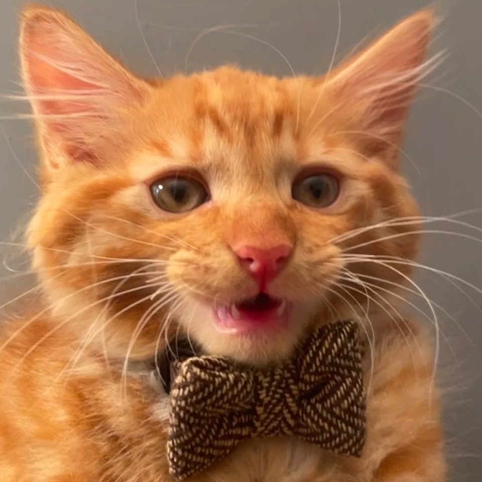 Milo is registered to the contest to win money with this photo: animal, background_blur, bow_tie, cat, close_up, cute, domestic_animal, ears, expressive, face, feline, fluffy, fur, indoor, mouth_open, orange_tabby, pet, portrait, whiskers, young_cat