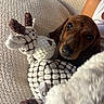 Bès a rejoint le concours — aidez-le/la à gagner de superbes lots ! animal, blanket, brown, closeup, cozy, cute, dachshund, dog, indoor, looking_up, person_partial, pet, plush, relaxing, resting, snuggling, soft_texture, stuffed_animal, toy, white_clothing