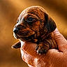 animal, background_blur, brown_fur, close_up, cute, dog, domestic_animal, expression, fingers, hand, holding, paw, pet, portrait, puppy, skin_texture, small, snout, warm_tones, young