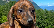 Bès participe au concours pour gagner de l'argent avec cette photo : animal, brindle, close_up, cute, daylight, dog, friendly, fur, green, hand, mammal, mountains, nature, outdoor, pet, portrait, puppy, sky, trees, young