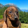 animal, brindle, close_up, cute, daylight, dog, friendly, fur, green, hand, mammal, mountains, nature, outdoor, pet, portrait, puppy, sky, trees, young