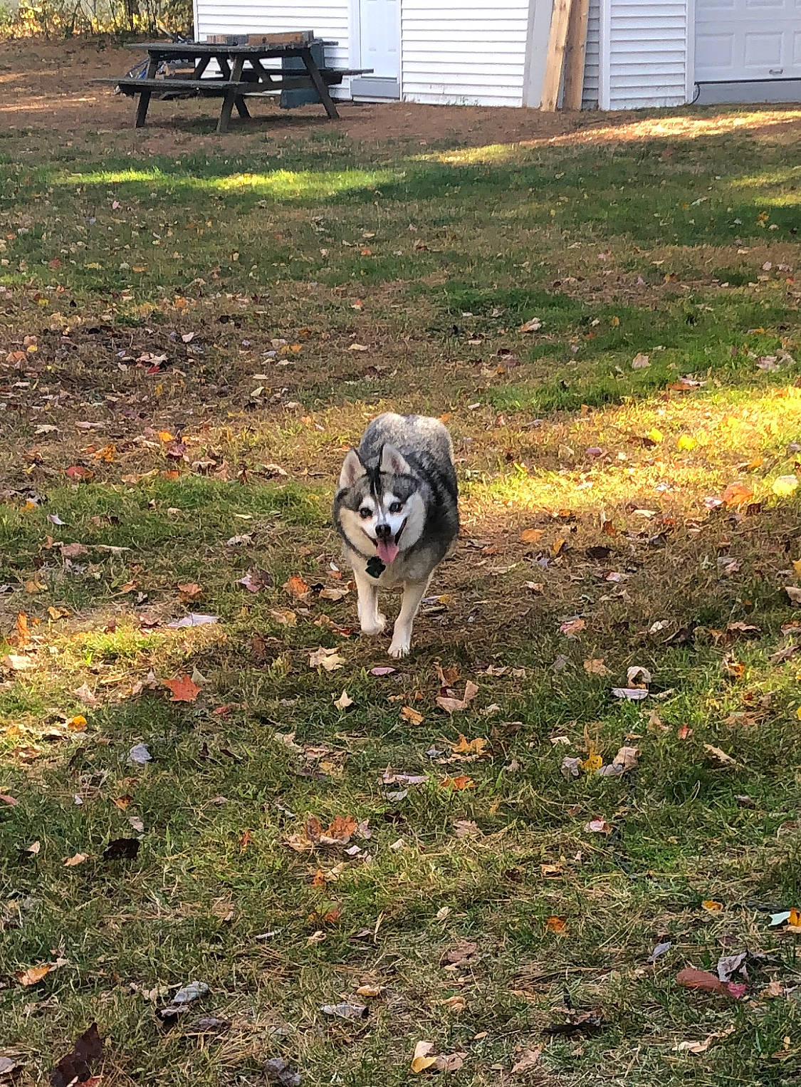 Cali is registered to the contest to win money with this photo: australian_cattle_dog, bench, carnivore, companion_dog, dog, dog_breed, door, grass, groundcover, herding_dog, lawn, outdoor_bench, outdoor_furniture, plant, soil, sporting_group, tail, working_animal, working_dog, yard