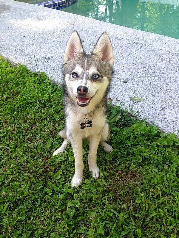 Cali is registered to the contest to win money with this photo: canidae, carnivore, collar, companion_dog, dog, dog_breed, fawn, grass, groundcover, non_sporting_group, siberian_husky, sled_dog, snout, sporting_group, tail, terrestrial_animal, wildlife, wolf, working_animal, working_dog
