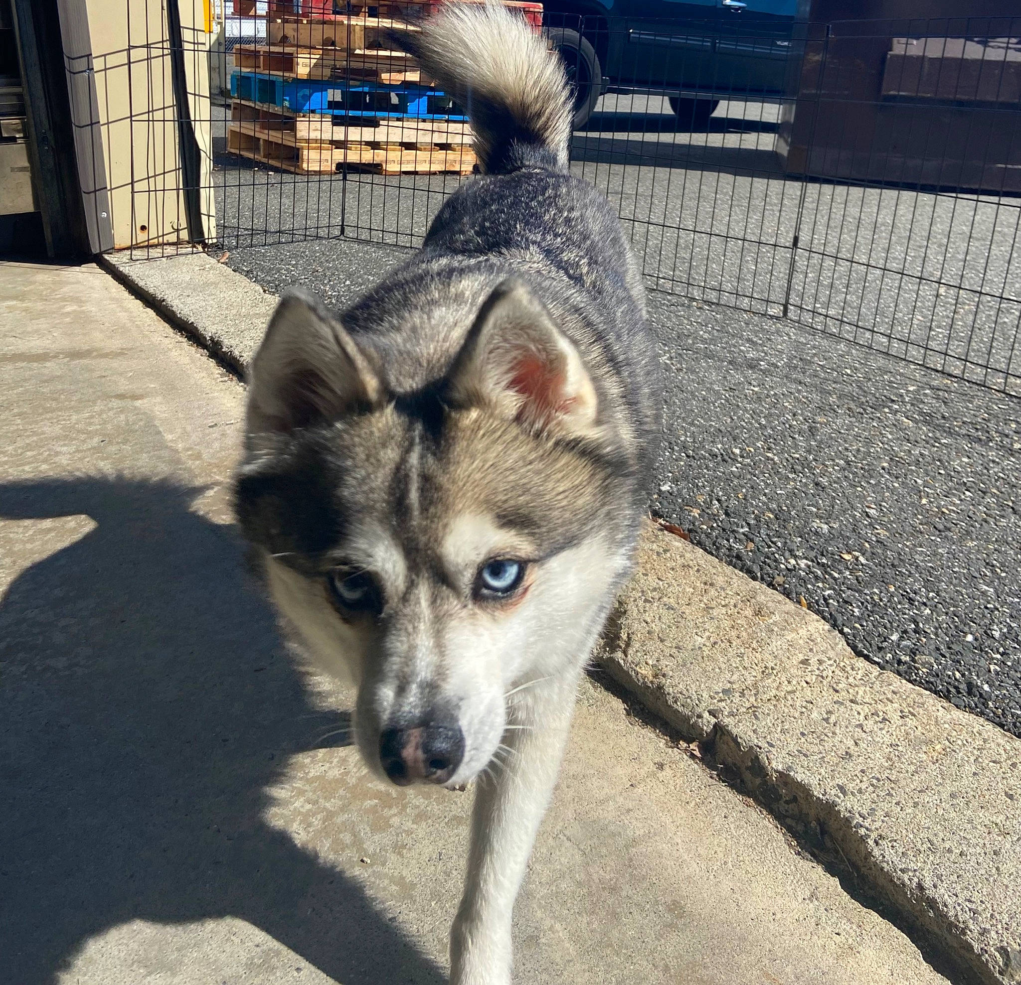 Cali joined the competition — help win amazing prizes! canidae, canis, carnivore, companion_dog, dog, dog_breed, fawn, fence, fur, jaw, road_surface, sidewalk, sled_dog, snout, sporting_group, terrestrial_animal, vehicle, wheel, wolf, working_animal