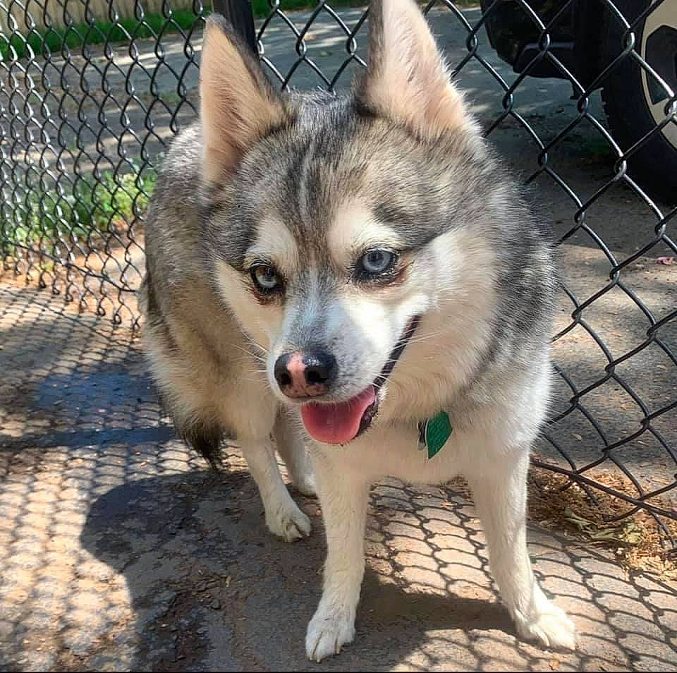 Cali is registered to the contest to win money with this photo: canidae, carnivore, collar, companion_dog, dog, dog_breed, eye, fawn, fence, fur, head, iris, mesh, plant, sled_dog, snout, sporting_group, terrestrial_animal, whiskers, wire_fencing