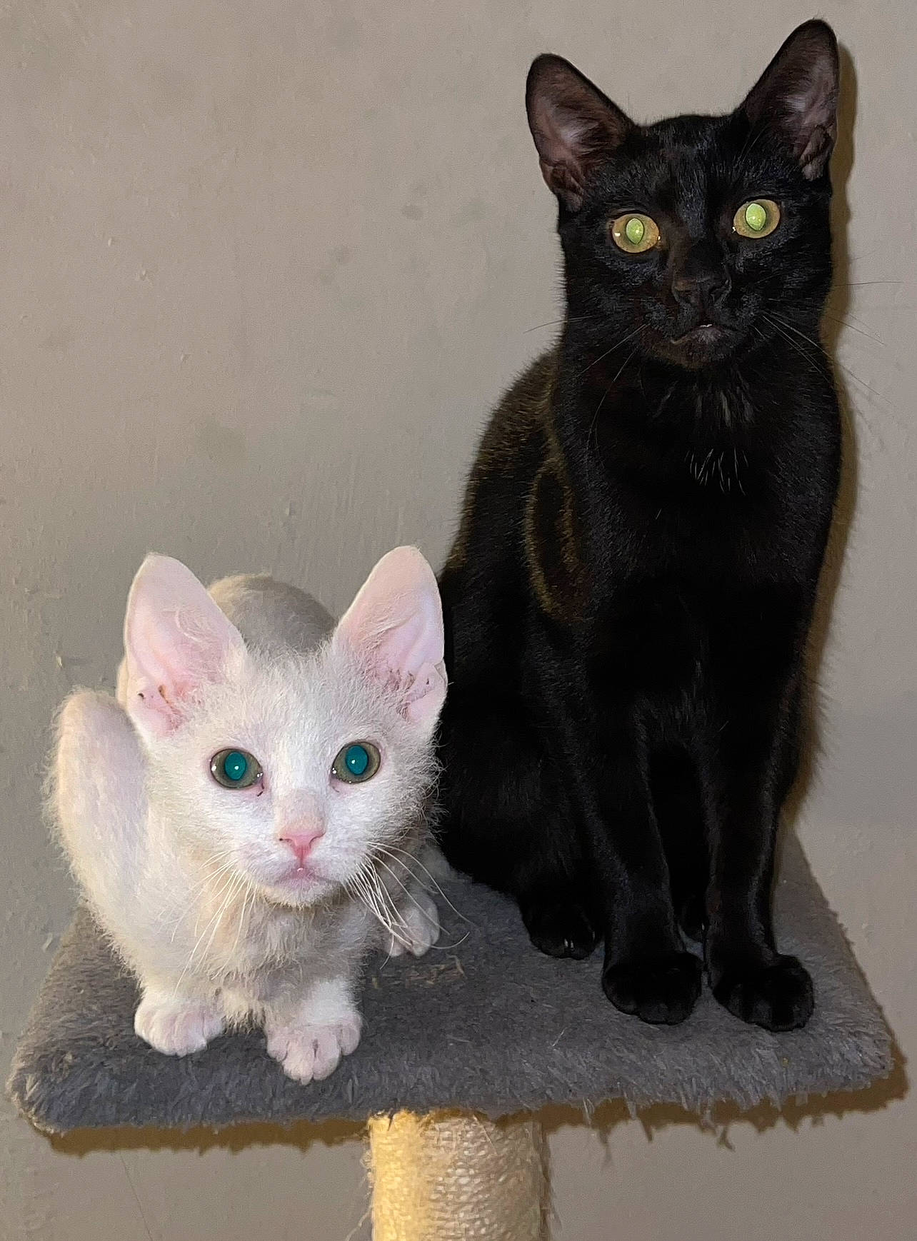 Pebble joined the competition — help win amazing prizes! bombay, carnivore, cat, creative_arts, domestic_short_haired_cat, felidae, fur, grey, iris, paw, small_to_medium_sized_cats, snout, tail, whiskers