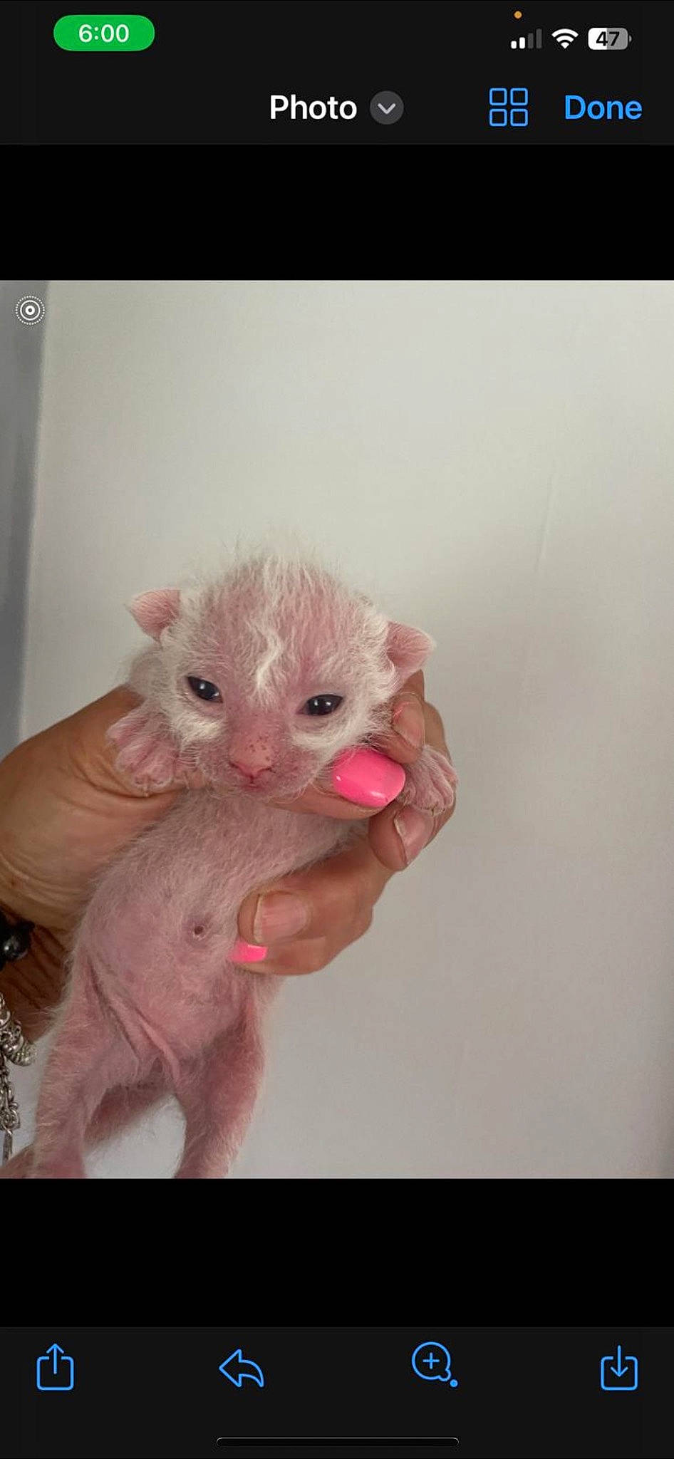 Pebble is registered to the contest to win money with this photo: carnivore, cat, claw, comfort, ear, fawn, felidae, foot, fur, gesture, head, nail, paw, petal, small_to_medium_sized_cats, snout, stuffed_toy, tail, toy, whiskers