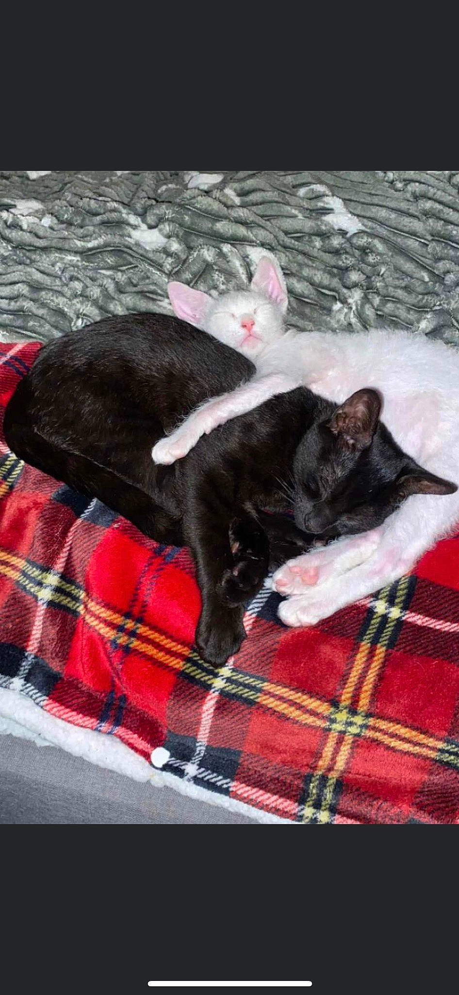 Pebble joined the competition — help win amazing prizes! black_cat, bombay, canidae, carnivore, cat, comfort, companion_dog, dog_breed, domestic_short_haired_cat, felidae, fur, linens, pattern, plaid, small_to_medium_sized_cats, sporting_group, tail, tartan, textile, whiskers