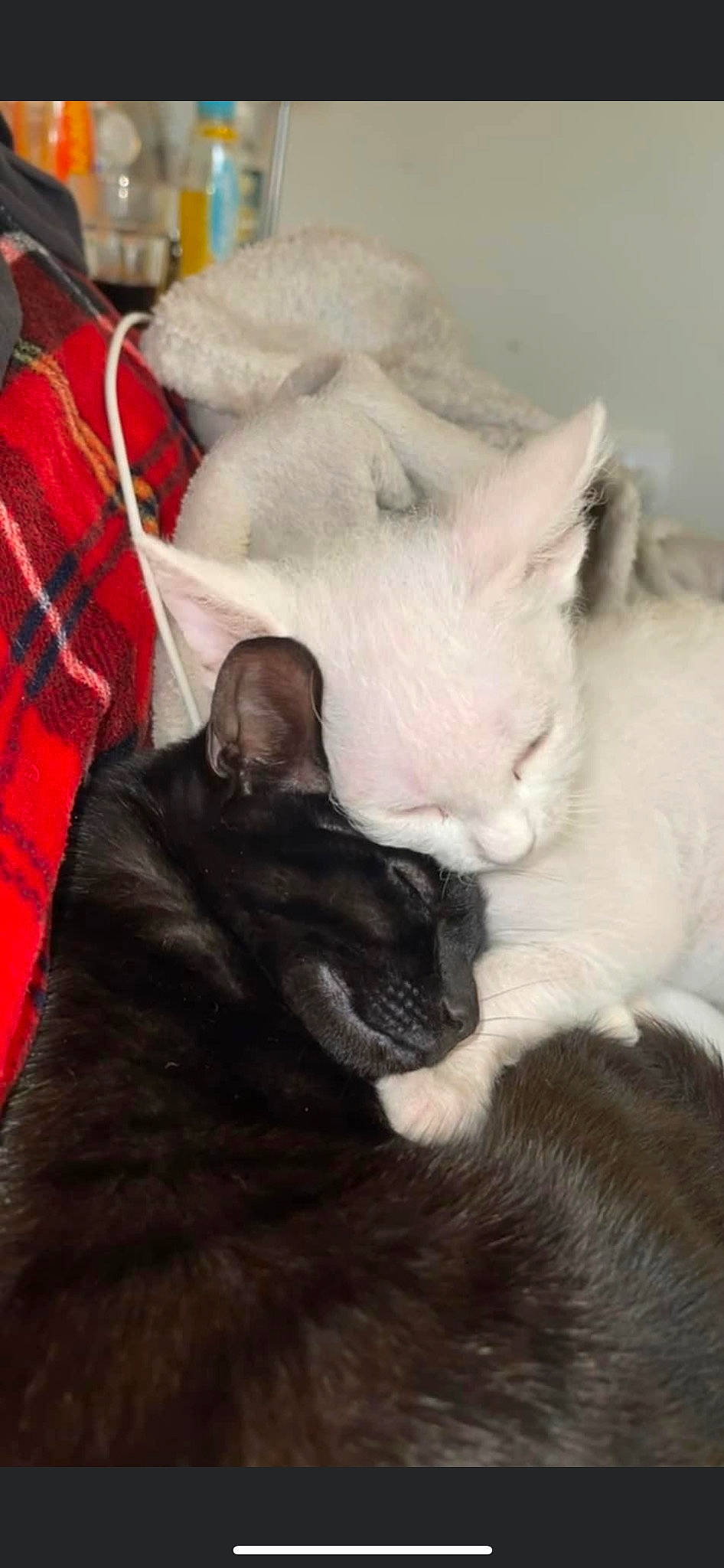 Pebble joined the competition — help win amazing prizes! bombay, carnivore, cat, claw, comfort, domestic_short_haired_cat, ear, felidae, fur, grey, mammal, nap, paw, plaid, small_to_medium_sized_cats, snout, tail, tartan, vertebrate, whiskers