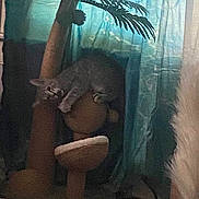 Gracie joined the competition — help win amazing prizes! animal, carpet, cat, cat_tree, cozy, curtains, domestic, furniture, gray_cat, home, indoor, pet, plant_like_structure, relaxed, resting, room, shade, sleeping, soft_light, window