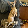 Isabella joined the competition — help win amazing prizes! dog, chihuahua, pet, small_dog, ears, alert, blanket, couch, furniture, indoor, wood_floor, side_table, clutter, curious, portrait, animal, domestic_animal, cozy, sitting, brown