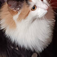 Chaos is registered to the contest to win money with this photo: amber_eyes, animal, calico, cat, close_up, companion, curious, cute, domestic, ears, feline, fluffy_fur, furry, indoor, looking_up, mammal, pet, soft_fur, whiskers, wooden_background