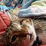 animal, bed, blanket, cat, close_up, collar, colorful, cozy, cute, ears, fur, indoors, pet, portrait, relaxed, resting, sleeping, tabby, upside_down, whiskers