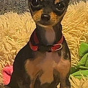 Pipi joined the competition — help win amazing prizes! animal, black, blanket, brown, companion, cozy, cute, dog, ears, eyes, face, fluffy, fur, indoor, nose, pet, puppy, red_collar, sitting, small_dog