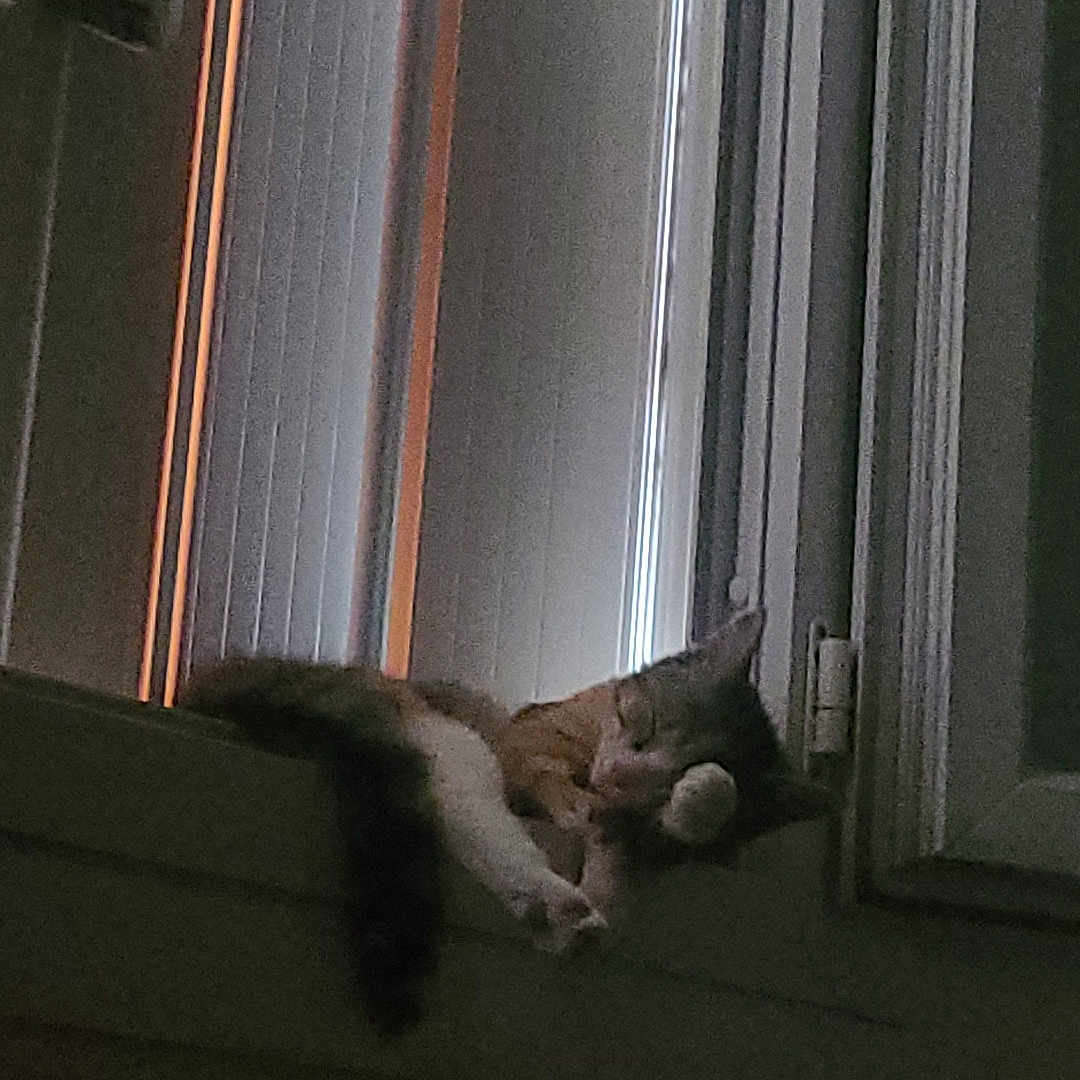 Lumos a rejoint le concours — aidez-le/la à gagner de superbes lots ! abyssinian, animal, cat, closet, curtain, door, homedecor, indoors, kitten, manx, person, pet, plant, pottedplant, siamese, sleeping, window, windowshade, windowsill, wood