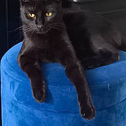 Blacky a rejoint le concours — aidez-le/la à gagner de superbes lots ! black_cat, cat, yellow_eyes, feline, pet, animal, indoor, blue_ottoman, furniture, relaxed, resting, soft_texture, cozy, home, domestic_cat, whiskers, ears, paws, looking_away, quiet