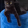 black_cat, cat, yellow_eyes, feline, pet, animal, indoor, blue_ottoman, furniture, relaxed, resting, soft_texture, cozy, home, domestic_cat, whiskers, ears, paws, looking_away, quiet