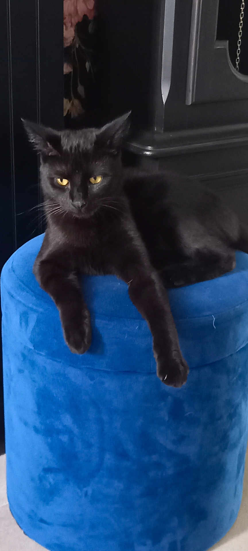 Blacky