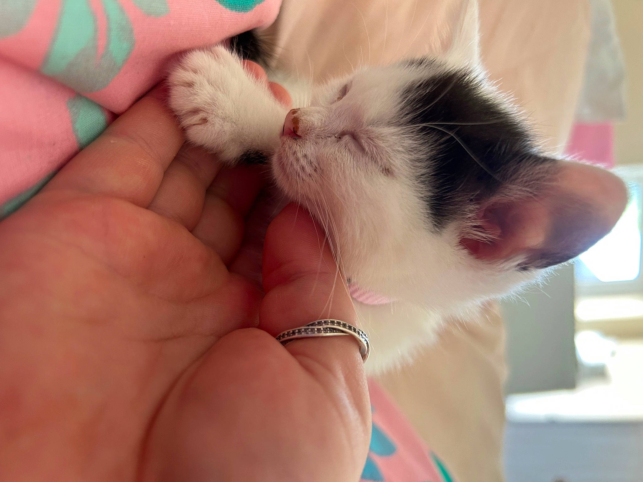 Lily joined the competition — help win amazing prizes! bracelet, carnivore, cat, chest, claw, domestic_short_haired_cat, ear, eyelash, fawn, felidae, finger, fur, gesture, hand, jewellery, nail, paw, small_to_medium_sized_cats, thumb, whiskers