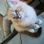 Rocco joined the competition — help win amazing prizes! animal, blue_eyes, cat, cozy, cushion, cute, domestic, feline, fluffy, fur, indoor, kitten, paw, pet, quilt, small, table, tail, whiskers, wood