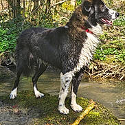 Tobias a rejoint le concours — aidez-le/la à gagner de superbes lots ! dog, black_and_white, standing, moss, rock, stream, forest, trees, sunlight, nature, outdoor, animal, pet, water, grass, leaf, branch, fur, tongue, collar