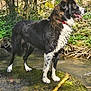 dog, black_and_white, standing, moss, rock, stream, forest, trees, sunlight, nature, outdoor, animal, pet, water, grass, leaf, branch, fur, tongue, collar