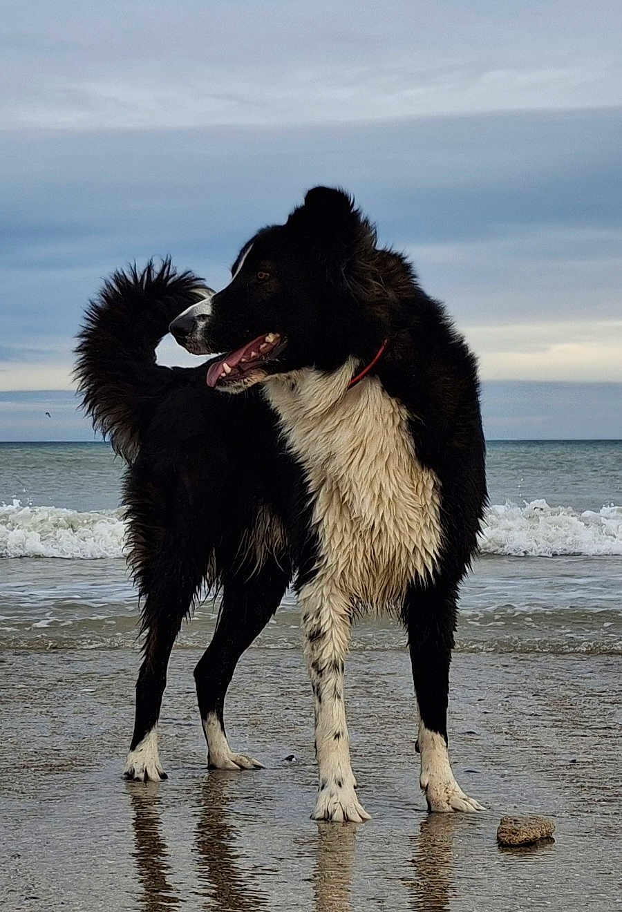 Tobias a rejoint le concours — aidez-le/la à gagner de superbes lots ! dog, black_and_white, beach, wet_sand, ocean, waves, cloudy_sky, animal, canine, fur, water_reflection, collar, playful, outdoor, nature, pet, mammal, tongue_out, standing, shoreline