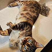 Gator joined the competition — help win amazing prizes! animal, bathroom_sink, blue_eyes, cat, closeup, comfort, countertop, curious, domestic_cat, faucet, fur_pattern, household, indoor, light, looking_up, pet, reflection, relaxed, tabby, whiskers