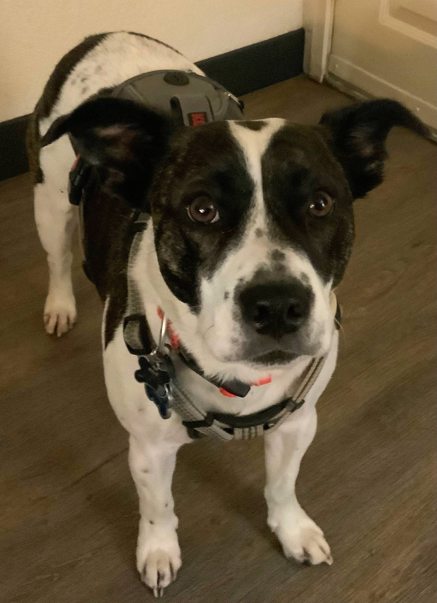 Rylie joined the competition — help win amazing prizes! canidae, carnivore, collar, companion_dog, dog, dog_breed, dog_collar, fawn, flooring, fur, leash, non_sporting_group, paw, snout, sporting_group, whiskers, window, working_animal, working_dog