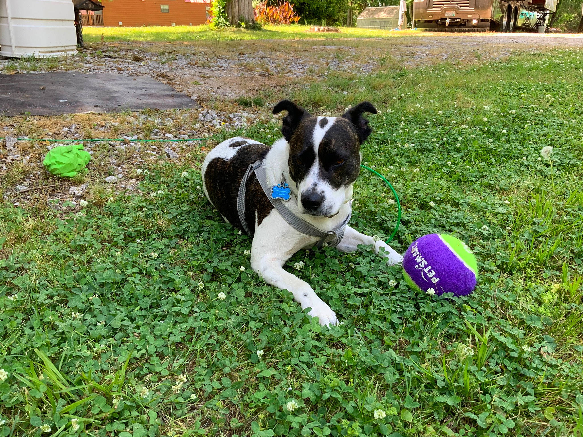Rylie joined the competition — help win amazing prizes! ball, canidae, carnivore, companion_dog, dog, dog_breed, dog_supply, fawn, grass, groundcover, lawn, plant, shrub, snout, sporting_group, sports_equipment, sports_toy, tail, toy, working_animal
