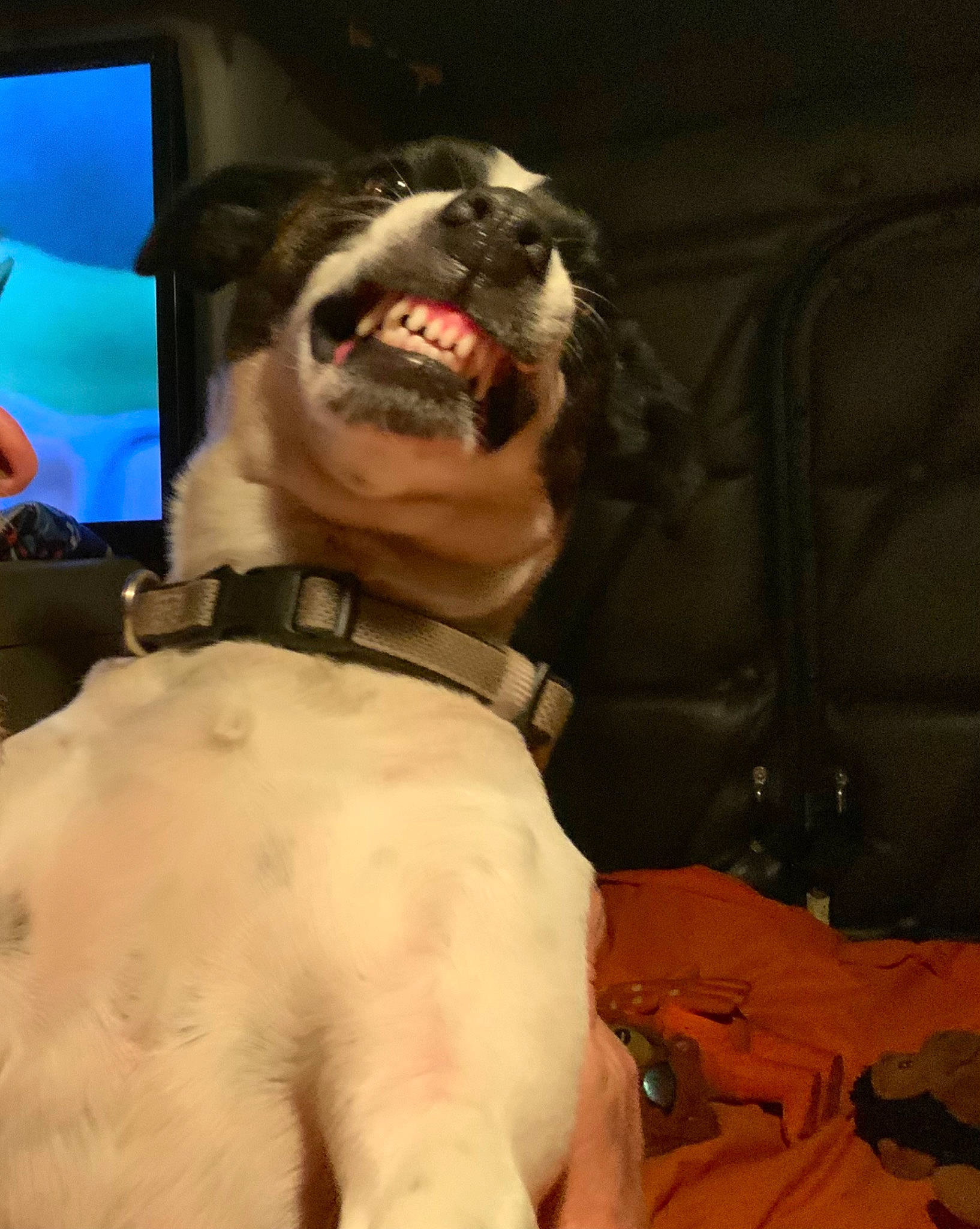 Rylie joined the competition — help win amazing prizes! canidae, carnivore, chest, collar, companion_dog, dog, dog_breed, dog_collar, entertainment, event, fang, fictional_character, fur, jaw, personal_protective_equipment, snout, sporting_group, television, whiskers, working_animal