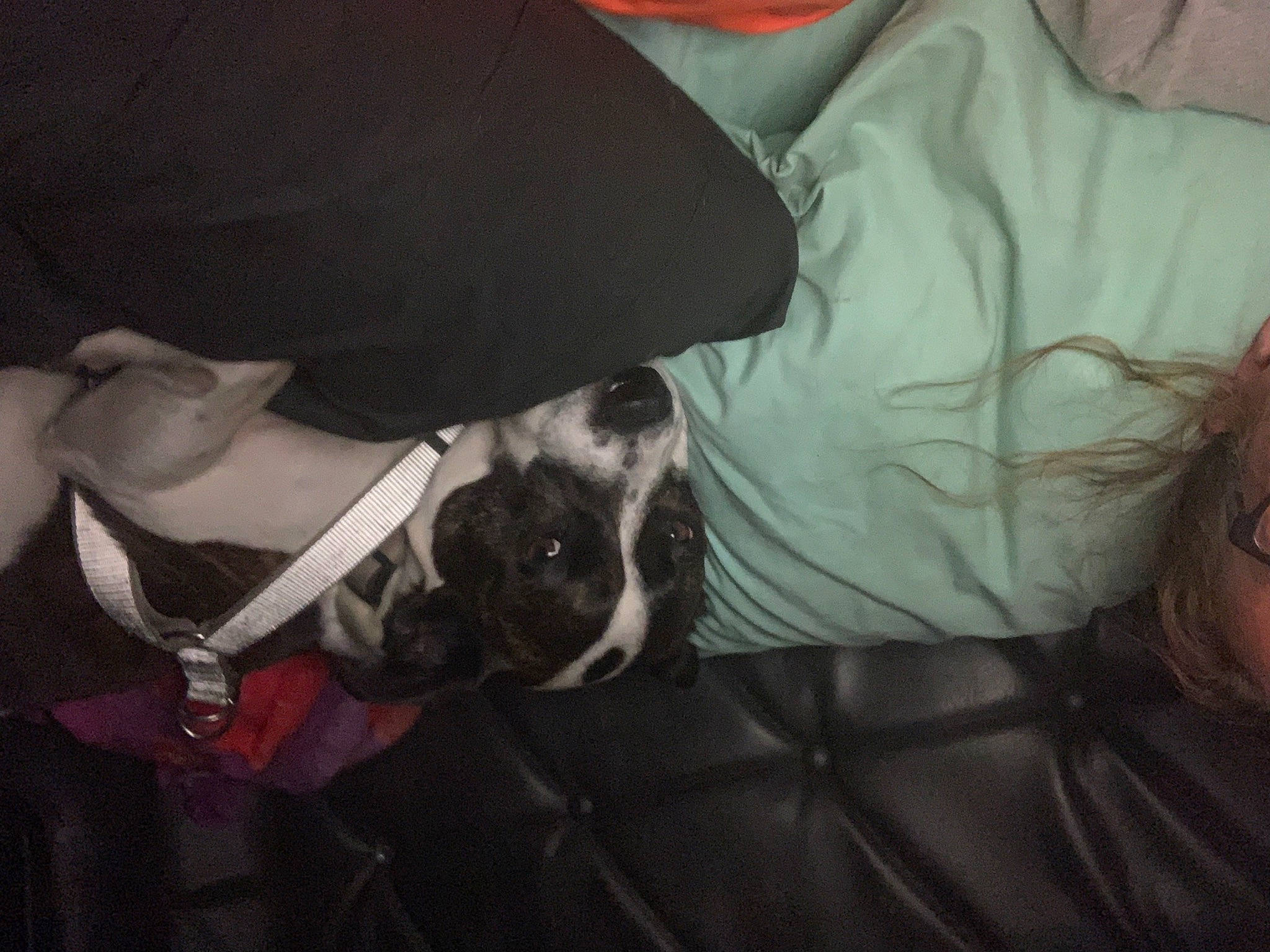 Rylie joined the competition — help win amazing prizes! boston_terrier, bulldog, canidae, carmine, carnivore, collar, comfort, companion_dog, couch, dog, dog_breed, ear, fawn, fur, linens, snout, sporting_group, toy_dog, whiskers, working_animal