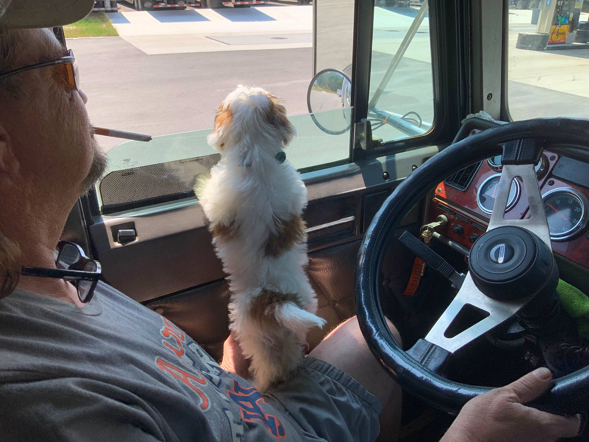 Lily is registered to the contest to win money with this photo: auto_part, automotive_design, automotive_exterior, car, carnivore, companion_dog, dog, dog_breed, eyewear, gauge, glasses, motor_vehicle, personal_luxury_car, speedometer, steering_wheel, toy, vehicle, vehicle_door, wheel, windshield