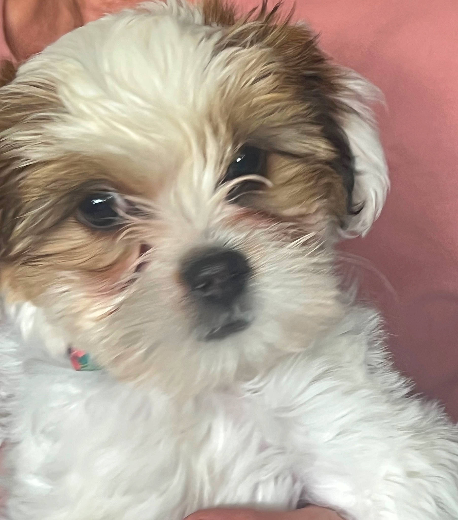 Lily joined the competition — help win amazing prizes! biewer_terrier, canidae, carnivore, companion_dog, dog, dog_breed, eye, fur, liver, mal_shi, plant, shih_poo, shih_tzu, small_terrier, snout, sporting_group, terrier, toy_dog, water_dog, working_animal