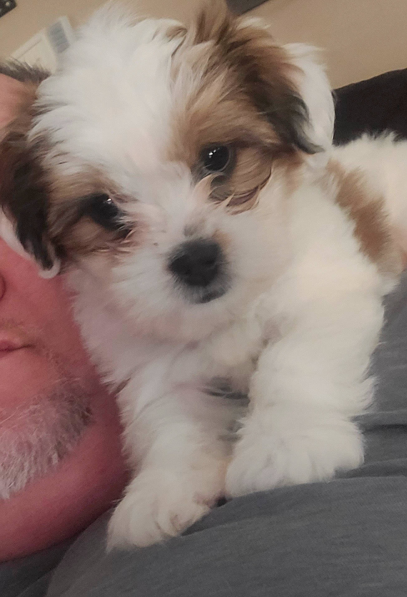 Lily is registered to the contest to win money with this photo: canidae, carnivore, companion_dog, dog, dog_breed, fur, liver, mal_shi, maltepoo, non_sporting_group, poodle_crossbreed, shih_poo, shih_tzu, small_terrier, snout, sporting_group, terrier, toy_dog, whiskers, working_animal