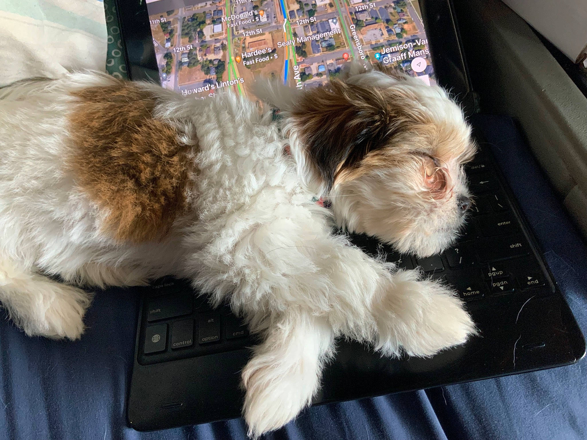 Lily is registered to the contest to win money with this photo: canidae, carnivore, comfort, companion_dog, dog, dog_breed, fawn, felidae, fur, liver, paw, shih_poo, small_terrier, small_to_medium_sized_cats, snout, sporting_group, tail, terrier, toy_dog, whiskers