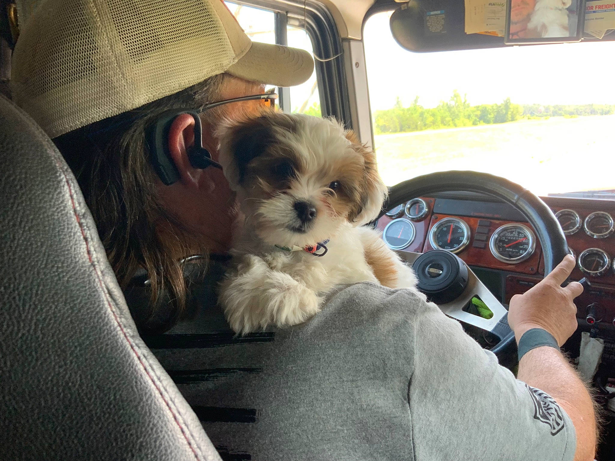 Lily joined the competition — help win amazing prizes! auto_part, car, car_seat, carnivore, comfort, companion_dog, dog, dog_breed, eyewear, family_car, fawn, hat, motor_vehicle, personal_luxury_car, steering_wheel, sun_hat, toy_dog, vehicle, vehicle_door, windshield